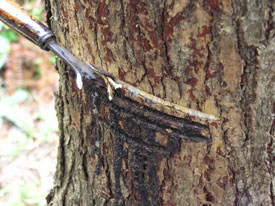 �~�����ōa�𒤂�l�q�[���̂Q