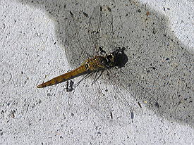 �A���ƃg���{�[�Q