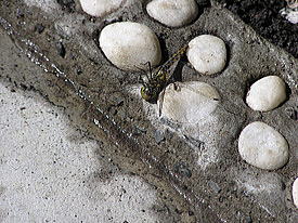 �A���ƃg���{�[�R