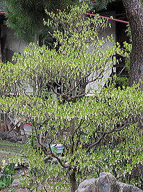 ��̂ǂ�����