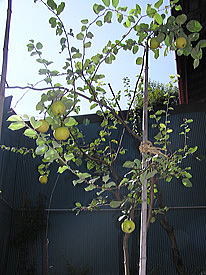 ��̂����̂V�̎�