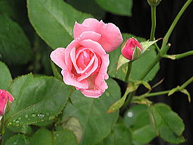 �s���N�̃o��