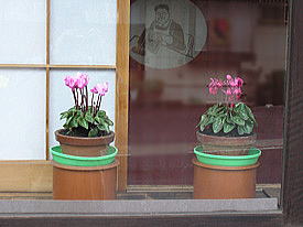 �V�N�������[���̂P