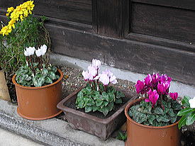 �V�N�������[���̂Q