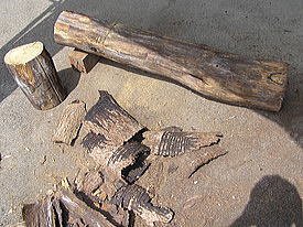 ���邵�̖؂̐ؒf