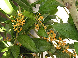 �L�����N�Z�C�̉�