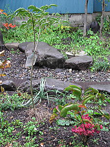 �Q��ނ̐^�|�̖�