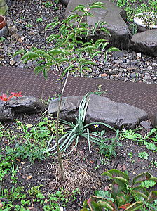 �^�|�@�Ԃ̖�