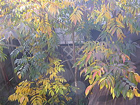 ���邵�̖؂̍g�t