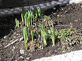 �X�ܑO�̐���̉�