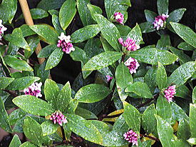 �X�ܑO�̃`���`���E�Q�[�Q