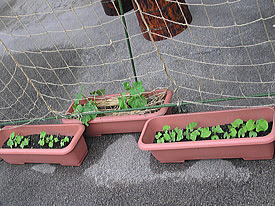 �X�ܑO�̒���[�Q