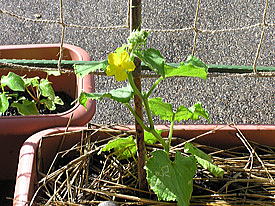 ���イ��̉�