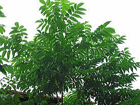 ���邵�̎��[�P