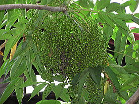 ���邵�̎��[�Q