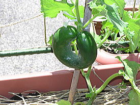 �X�ܑO�̂��イ��