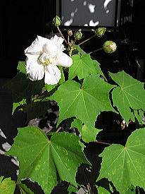 ���F�̐����u�̉�