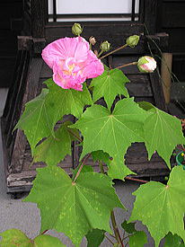 �g�F�̐����u�̉�