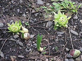 ����̂ӂ��̂Ƃ��ȂǁB