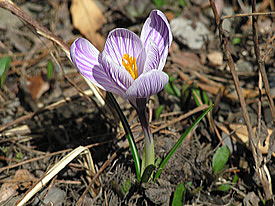 �N���b�J�X�̉�