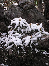 ��ƃV���N�i�Q