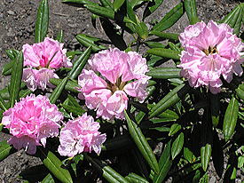 ���{���Ⴍ�Ȃ�