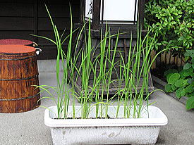 �v�����^�[�̈�