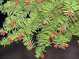 �C�`�C�̖؂̎�