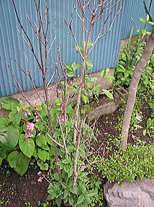 ����̃L�����N�Z�C