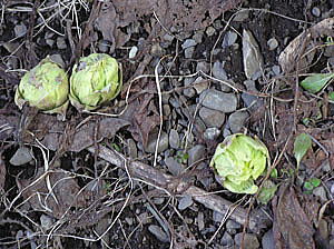 裏庭のふきのとう