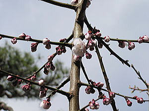 中庭の梅の開花