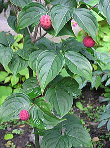 やまぼうしの実