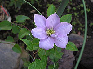 クレマチスの花